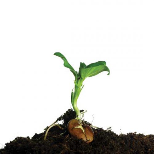 Plant Legumes to Help Add Nitrogen to Your Garden Soil